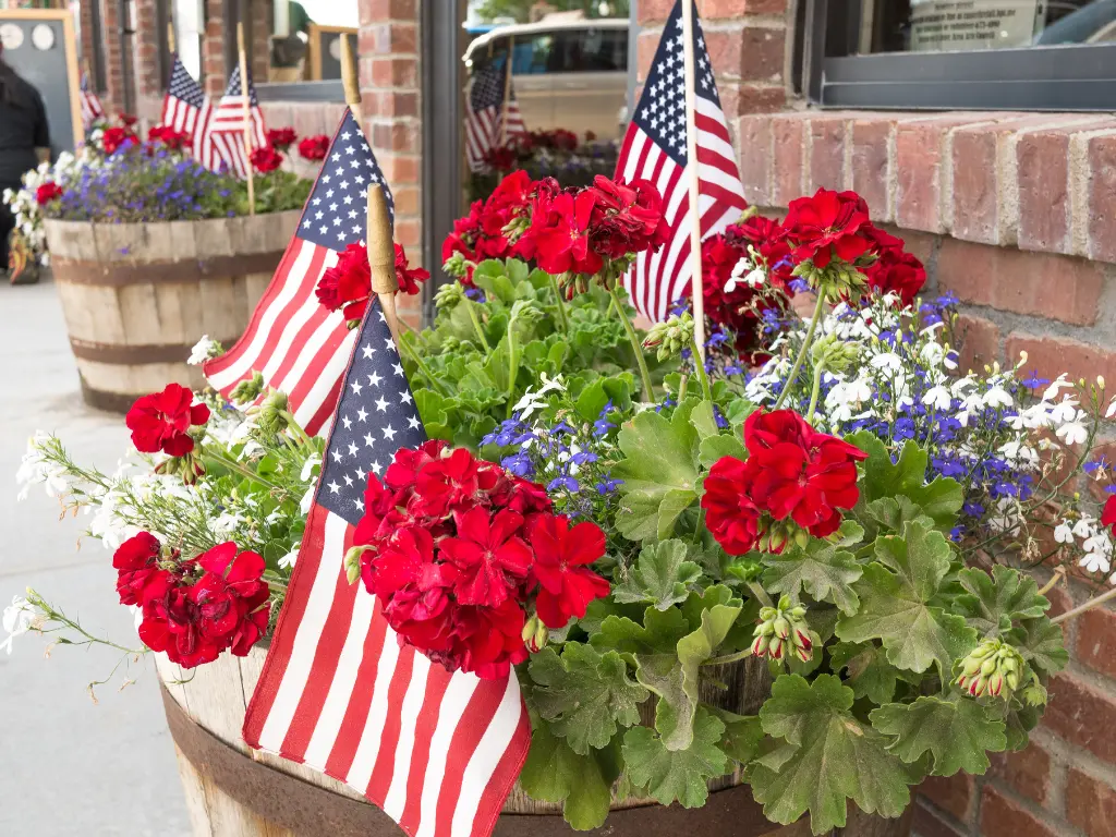 Patriotic Flowers - Geraniums
