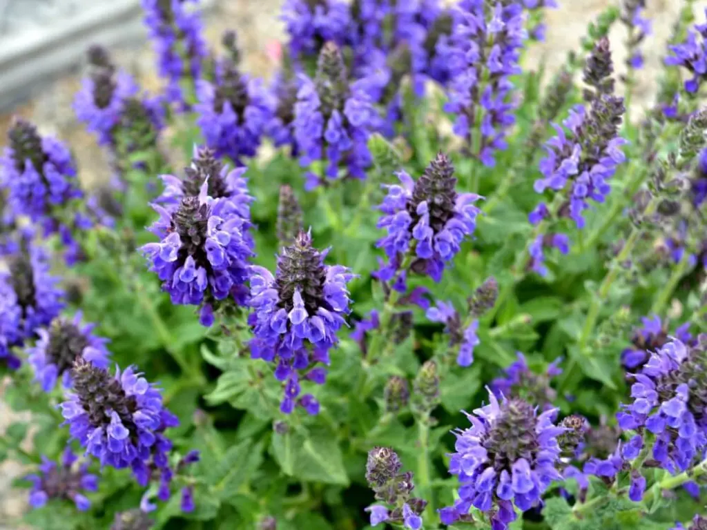 Patriotic Plants - Lavender