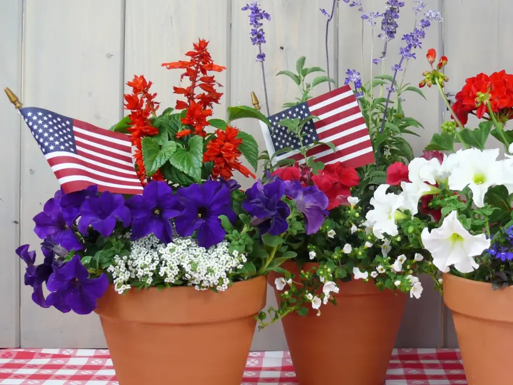 Patriotic Plants - Petunias