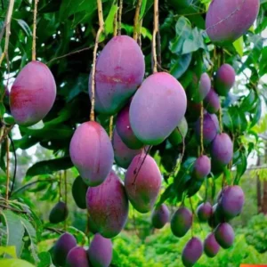 Mango Tree Live Plant - 8-12