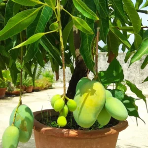 Mango Tree Live Plant - 8-12