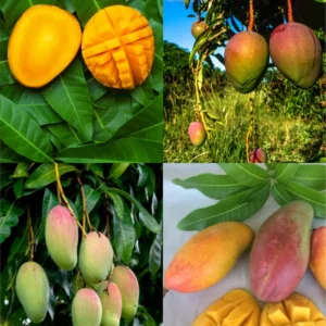 Mango Tree Live Plant - 8-12" Tall Tropical Fruit Tree Outdoor
