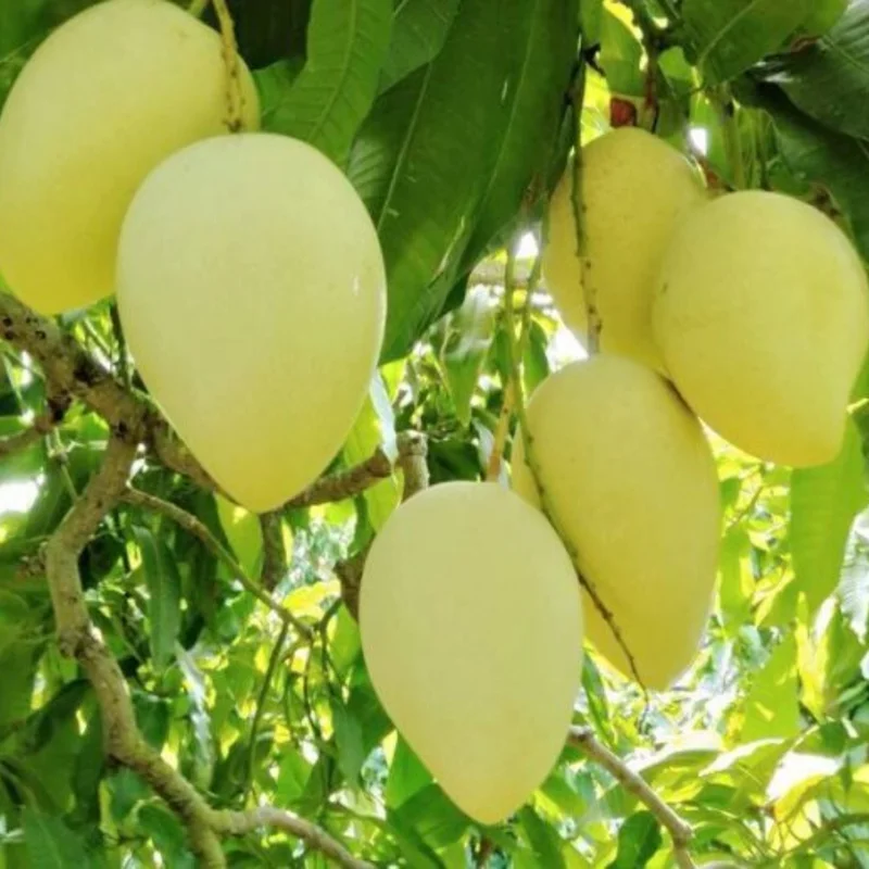 Grafted Mango Plant Live - Tropical Fruit Tree 14-18" Height