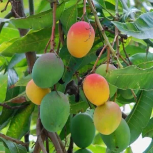 Grafted Mango Plant Live - Tropical Fruit Tree 14-18