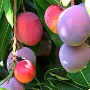 Mango Tree Live Plant - 10-14 Inch - Ready to Grow at Home