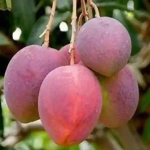 Mango Tree Live Plant - 10-14 Inch - Ready to Grow at Home