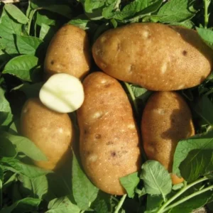 Russet Potato Seeds - 4 Lbs High Yield Seed Potatoes for Planting