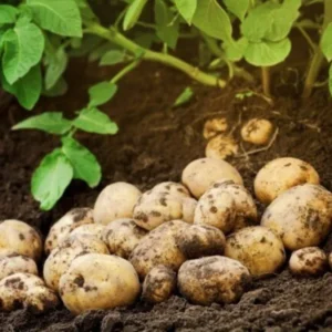 Russet Potato Seeds - 4 Lbs High Yield Seed Potatoes for Planting