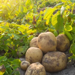 Yukon Potato Seeds: 4 Lbs High Yield Seed Potatoes for Planting