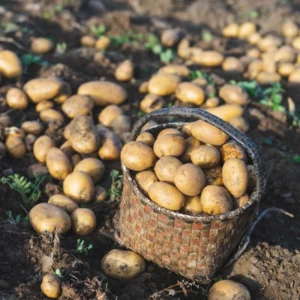 Yukon Potato Seeds: 4 Lbs High Yield Seed Potatoes for Planting
