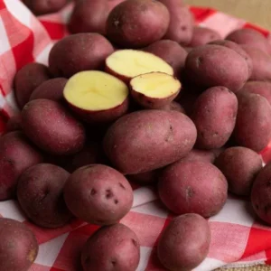 Red Potato Seeds for Planting - 4 Lbs High Yield Seed Potatoes