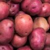 Red Potato Seeds for Planting - 4 Lbs High Yield Seed Potatoes