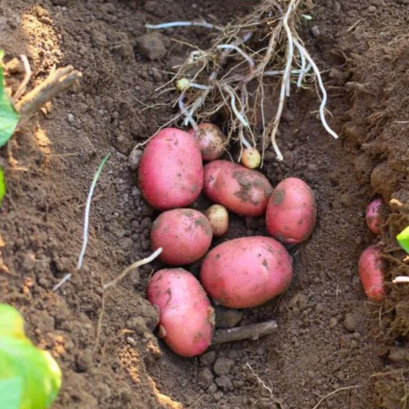 Red Potato Seeds for Planting - 4 Lbs High Yield Seed Potatoes