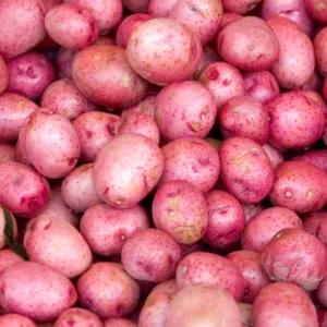 Red Potato Seeds for Planting - 4 Lbs High Yield Seed Potatoes