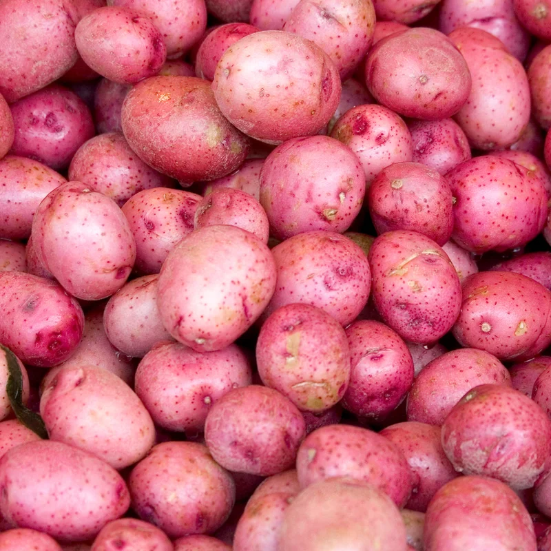Red Potato Seeds for Planting - 4 Lbs High Yield Seed Potatoes