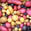 Mixed Potato Seeds for Planting - 4 Pounds High Yield Seed Potatoes