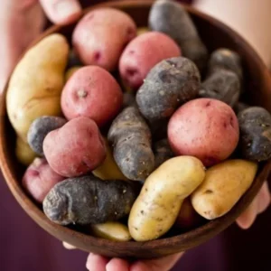 Mixed Potato Seeds for Planting - 4 Pounds High Yield Seed Potatoes
