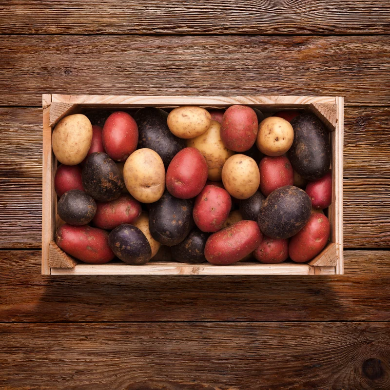 Mixed Potato Seeds for Planting - 4 Pounds High Yield Seed Potatoes