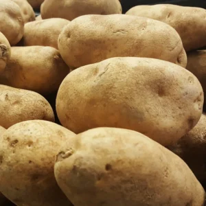 Russet Potato Seeds - 3 Lbs Fresh Garden Ready Potato Seeds