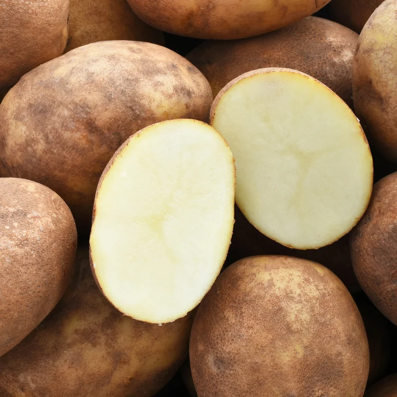 Russet Potato Seeds - 3 Lbs Fresh Garden Ready Potato Seeds