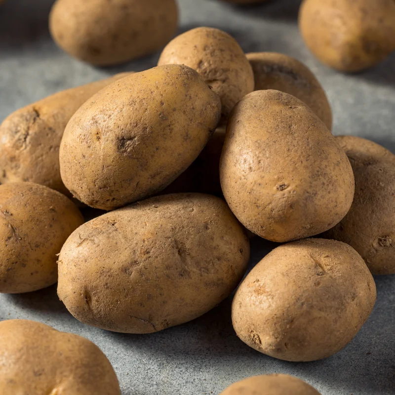 Russet Potato Seeds - 3 Lbs Fresh Garden Ready Potato Seeds