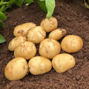 Yukon Gold Potato Seeds 3 Lbs - Fresh Garden Vegetable Seeds