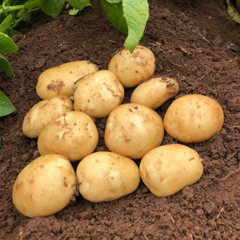 Yukon Gold Potato Seeds 3 Lbs - Fresh Garden Vegetable Seeds