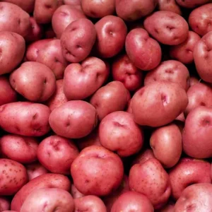 Red Potato Seeds - 3 Lbs Fresh Garden Potato Seeds Ready to Grow