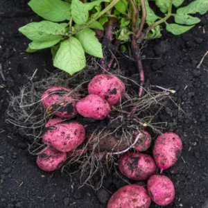 Red Potato Seeds - 3 Lbs Fresh Garden Potato Seeds Ready to Grow