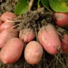 Red Potato Seeds - 3 Lbs Fresh Garden Potato Seeds Ready to Grow