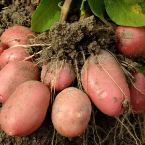 Red Potato Seeds - 3 Lbs Fresh Garden Potato Seeds Ready to Grow