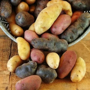 Mixed Potato Seeds 3 Lbs - Fresh Garden Potato Seeds Ready to Grow