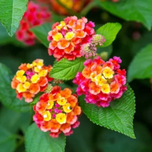 Multicolor Lantana Plant Live - Perennial Outdoor Garden Flowers 2-4'' Tall