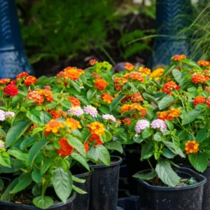 Multicolor Lantana Plant Live - Perennial Outdoor Garden Flowers 2-4'' Tall