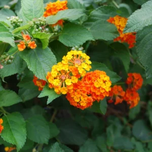Multicolor Lantana Plant Live - Perennial Outdoor Garden Flowers 2-4'' Tall