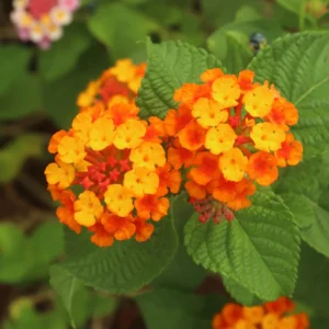 Multicolor Lantana Plant Live - Perennial Outdoor Garden Flowers 2-4'' Tall