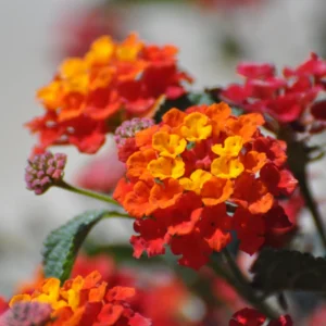 Multicolor Lantana Plant Live - Perennial Outdoor Garden Flowers 2-4'' Tall