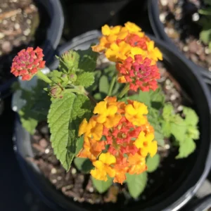 Lantana Plants Live Yellow Orange Flower Rooted Plugs 2-4 Inches