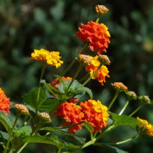 Lantana Plants Live Yellow Orange Flower Rooted Plugs 2-4 Inches