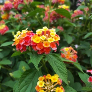 Lantana Plants Live Yellow Orange Flower Rooted Plugs 2-4 Inches