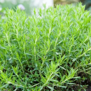 Tarragon Live Plant 2-4 Inches - Culinary Herb for Indoor Outdoor Garden