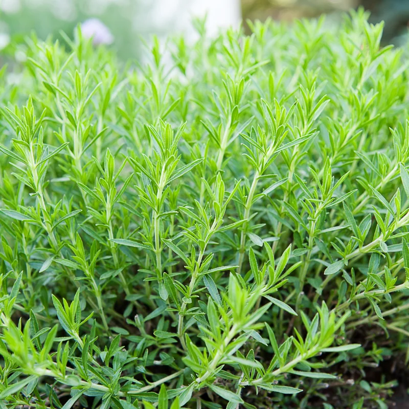Tarragon Live Plant 2-4 Inches - Culinary Herb for Indoor Outdoor Garden