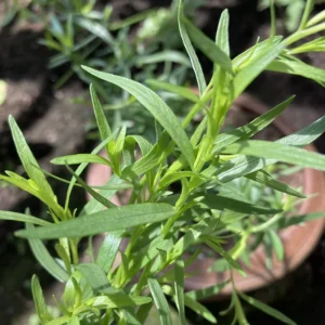 Tarragon Live Plant 2-4 Inches - Culinary Herb for Indoor Outdoor Garden