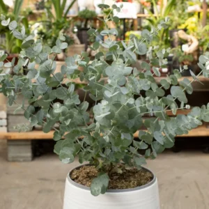 Eucalyptus Live Plant - Silver Eucalyptus Tree Starter - 2-4'' Indoor Houseplant