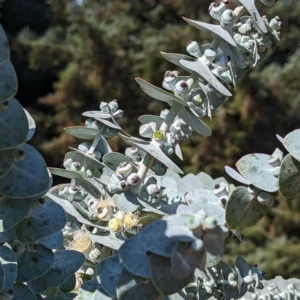 Eucalyptus Live Plant - Silver Eucalyptus Tree Starter - 2-4'' Indoor Houseplant