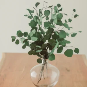 Eucalyptus Live Plant - Silver Eucalyptus Tree Starter - 2-4'' Indoor Houseplant