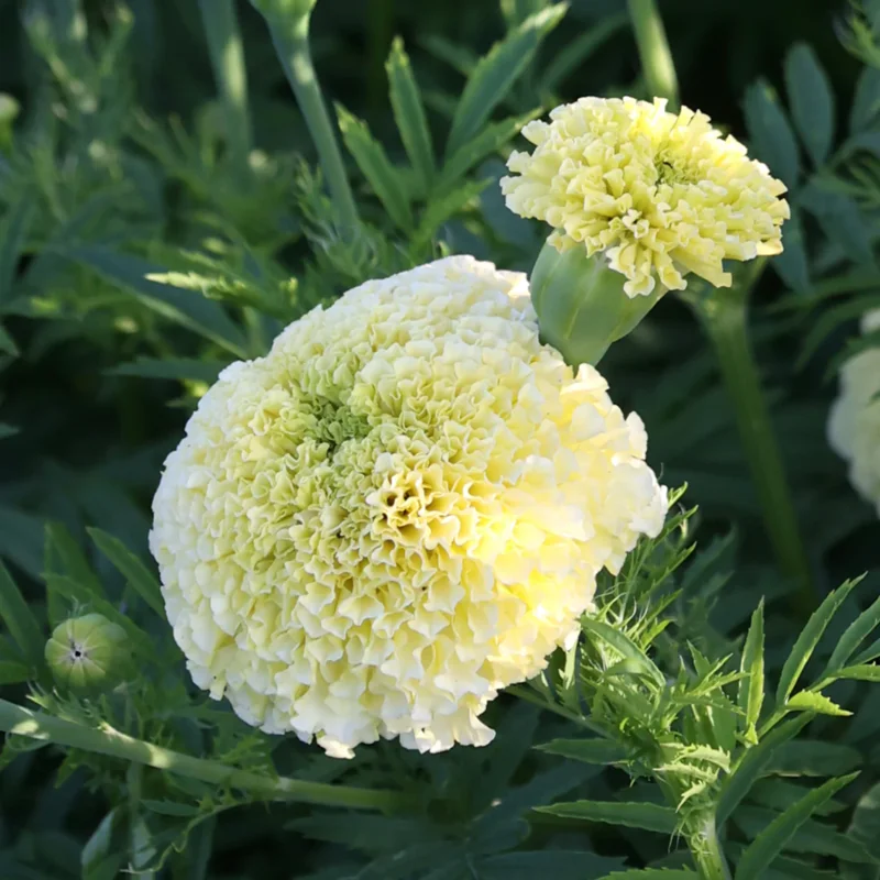 Marigold Plants - 2 Live Light Yellow Flowering Plants Well Rooted 2-4 Inches