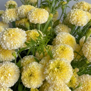 Marigold Plants - 2 Live Light Yellow Flowering Plants Well Rooted 2-4 Inches