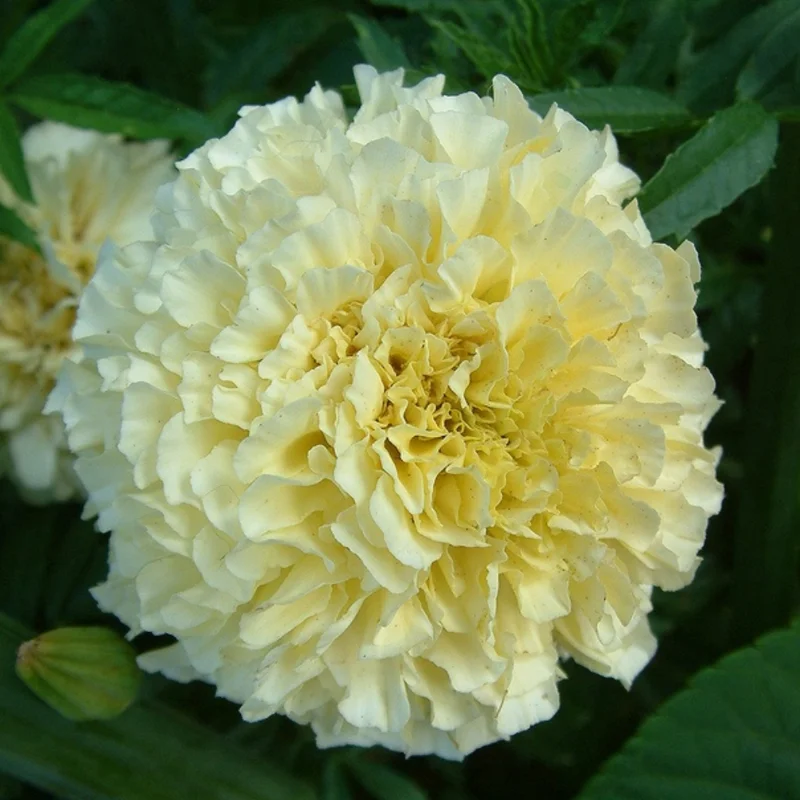 Marigold Plants - 2 Live Light Yellow Flowering Plants Well Rooted 2-4 Inches