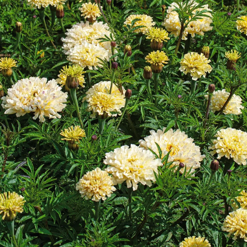 Marigold Plants - 2 Live Light Yellow Flowering Plants Well Rooted 2-4 Inches